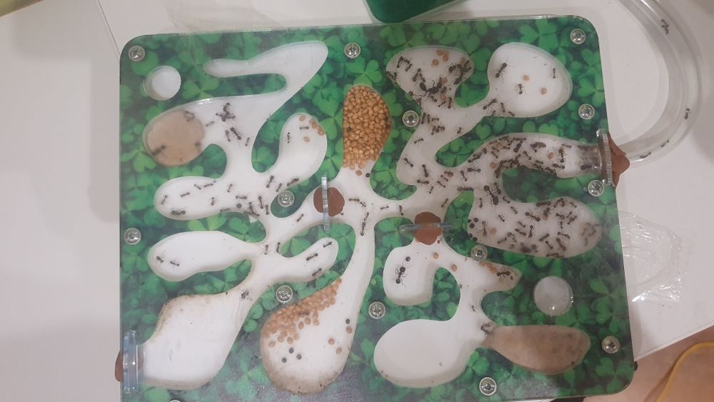 Двохмодульна мурашина колонія