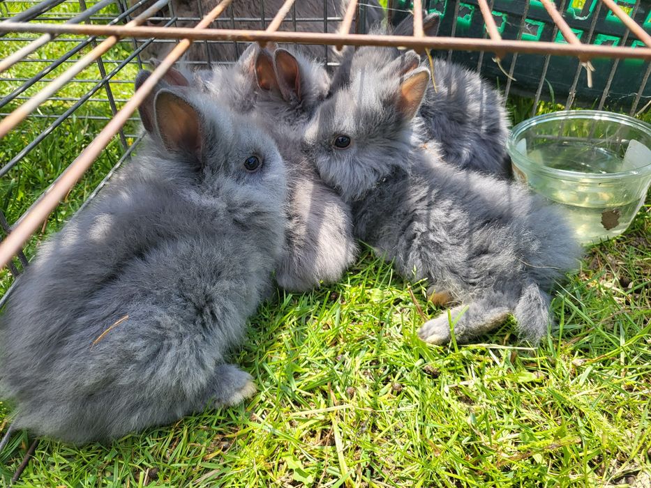 Króliczki miniaturki karzełki Teddy dzień dziecka