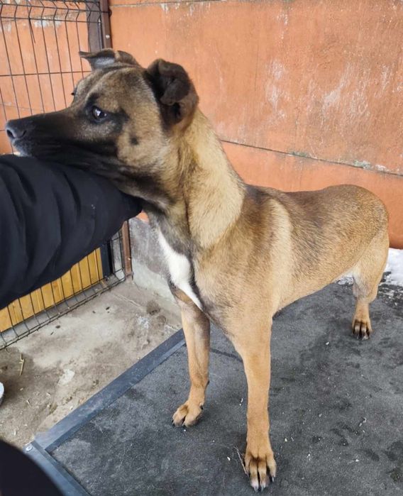 Pilne ! Remik błaga o dom...