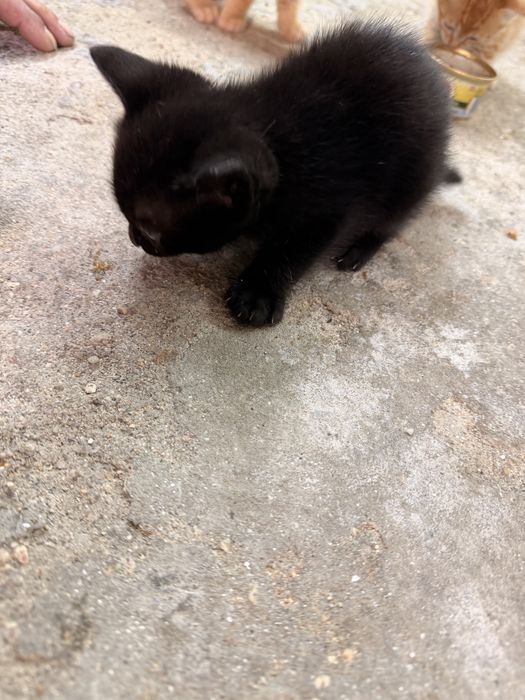 Gatinhos para dar