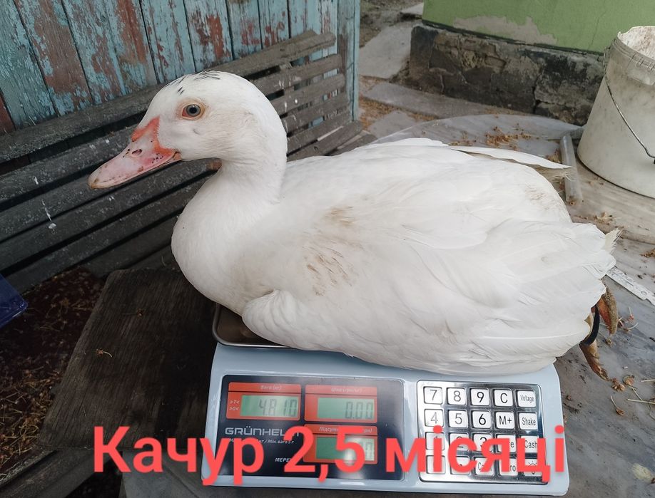 Інкубаційне яйце мускусної качки німецької лінії