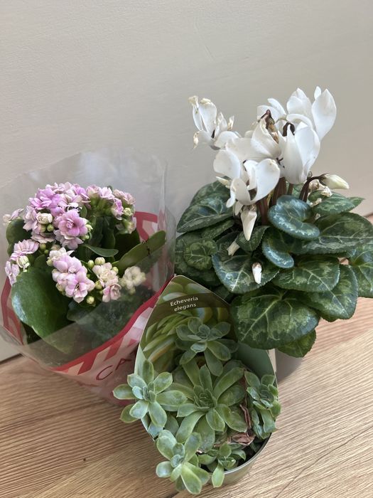 Zestaw roślin doniczkowych