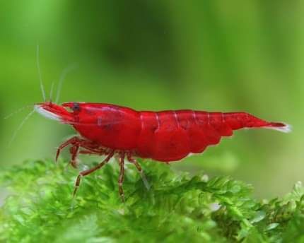 Vendo várias neocaridina de grade A