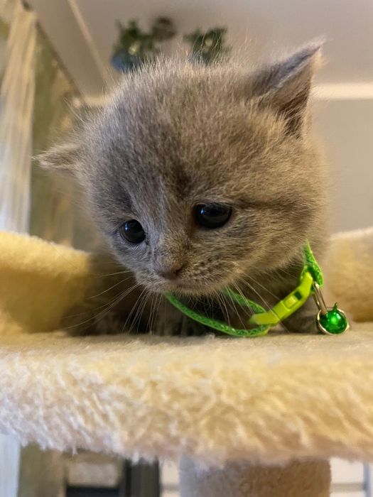 Kocurek brytyjski niebieski piękny zapraszam