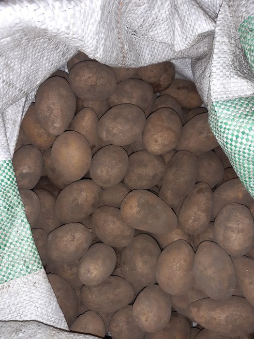 Ziemniak  Lilly  sadzeniak