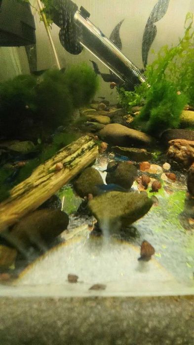 Креветкі для акваріума