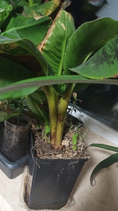 Домашняя колекция сокращаю . Лавр, лимон, банан