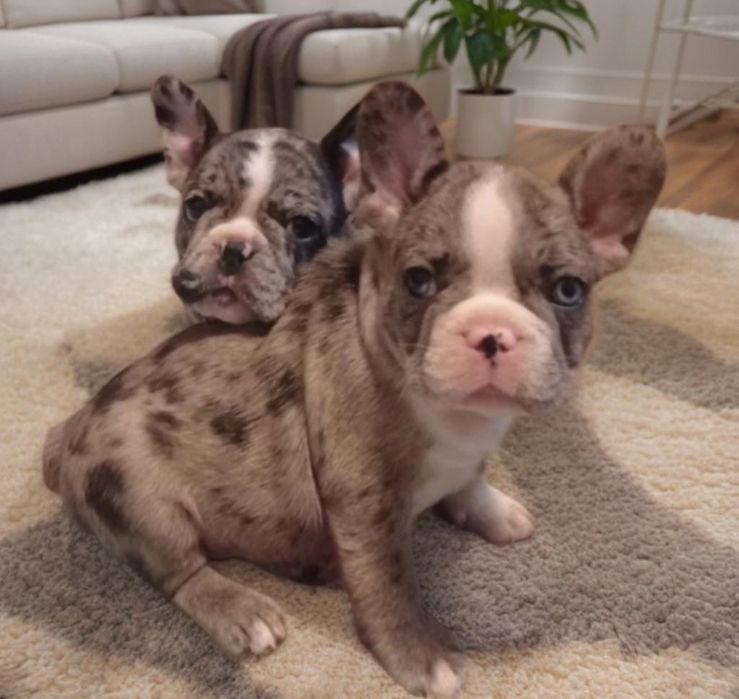 Французские малыши.