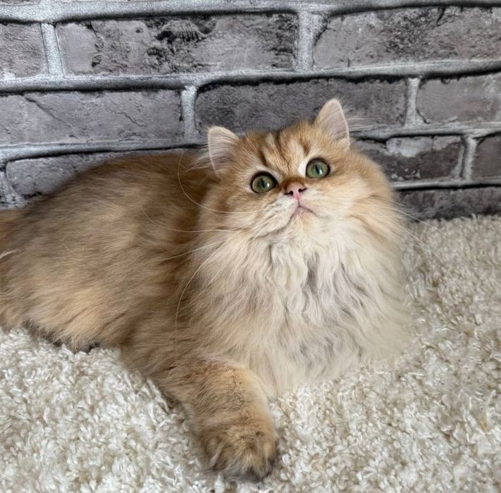 Золотиста довгошерста Британочка