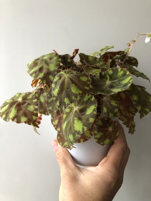 Бегонія тигрова міні