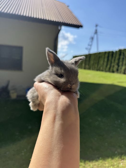 Króliki Mini Lop BunnyHop
