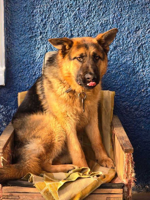 НІМЕЦЬКА ВІВЧАРКА! Цуценята з гарною родовою!