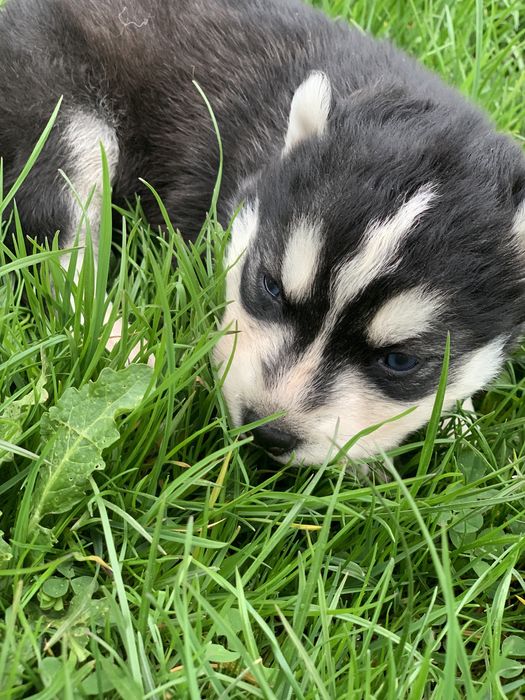 Продаються сибірські хаскі