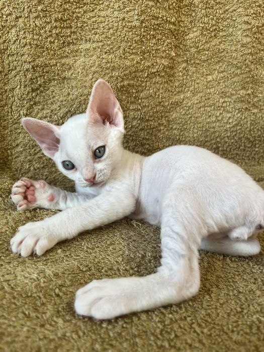 Котик Девон Рекс/Devon Rex