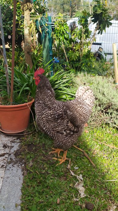Galo Pedrês com 8 meses