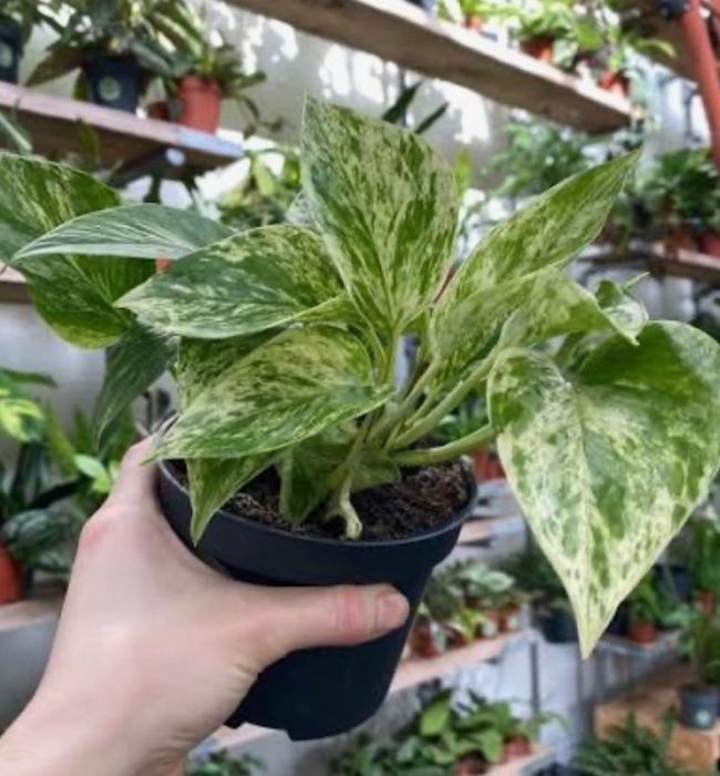 philodendron splendid, monstera, alokazja