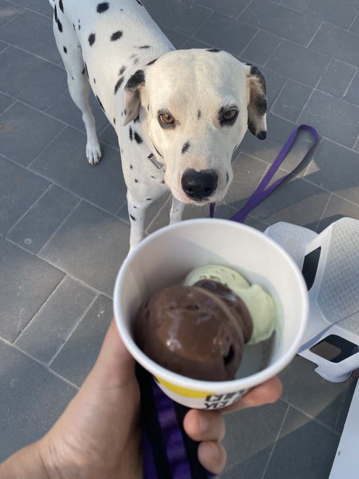 Шукаю квартиру. З собакою. До 13к. Зніму надсилайте всі варіанти