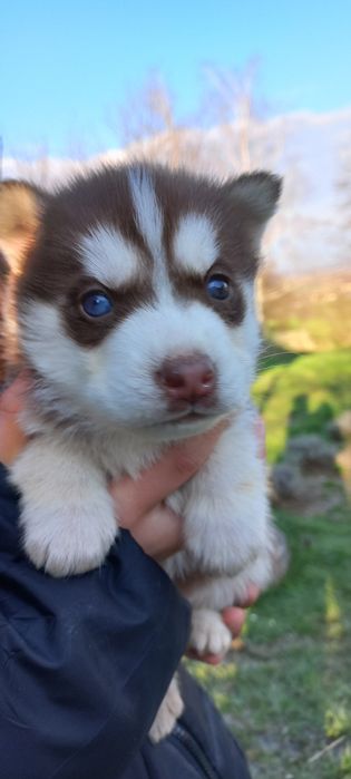 Щенята Сибірської Хаскі