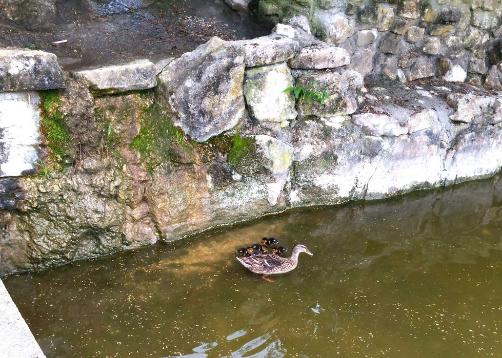 PATOS diversos nascidos e criados em liberdade