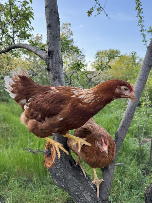 Молодые куры несушки Браун