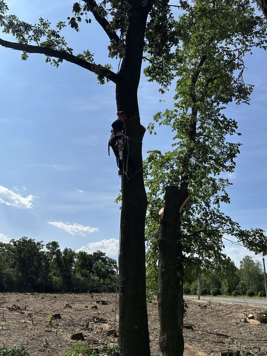 Зпиляти дерево, спилить дерево