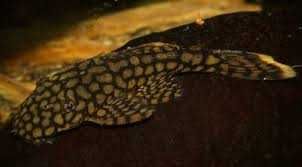 Zbrojnik Ancistrus sp. “Wabenmuster” Para