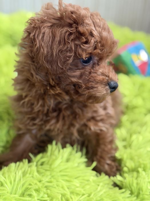 Pudel Toy Red Braun – śliczny piesek