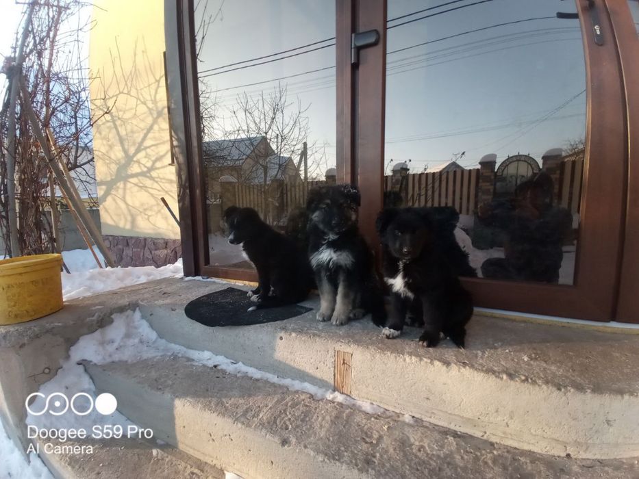 Цуцекі дуже гарні