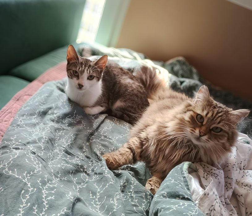 Malutka roczna kotka szuka domu