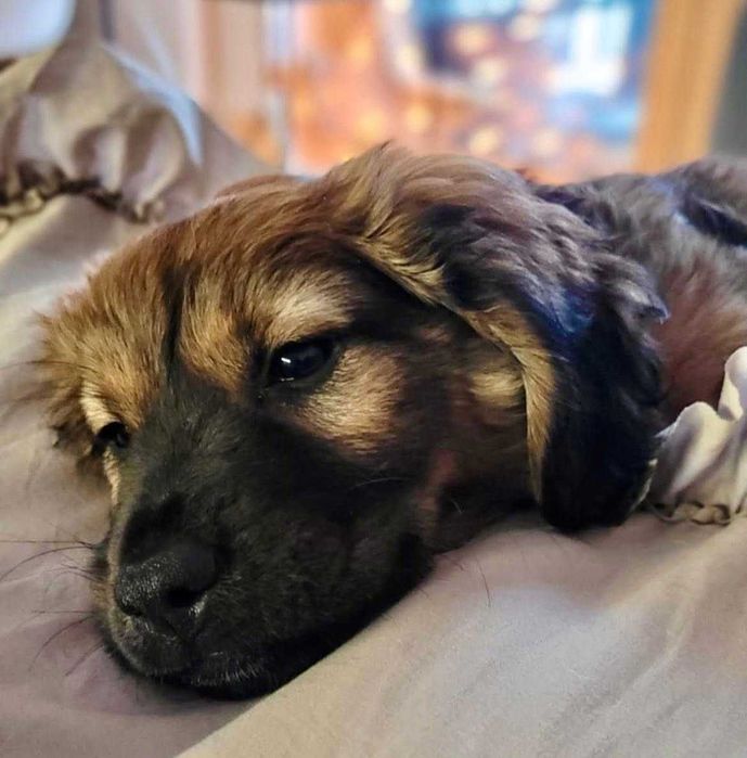 Maluch do adopcji - Lukrecja!