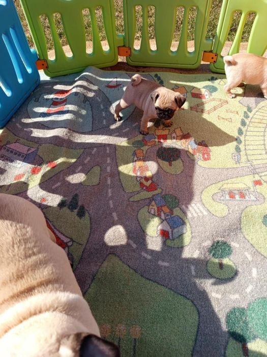 Szczeniak Mops - Dziewczynka