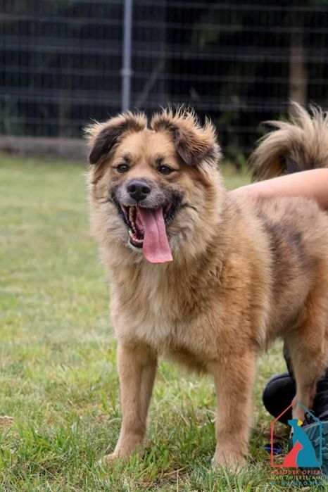 Śliczny Bierek do adopcji - 4 lata, 14 kg, wesoły i uczuciowy