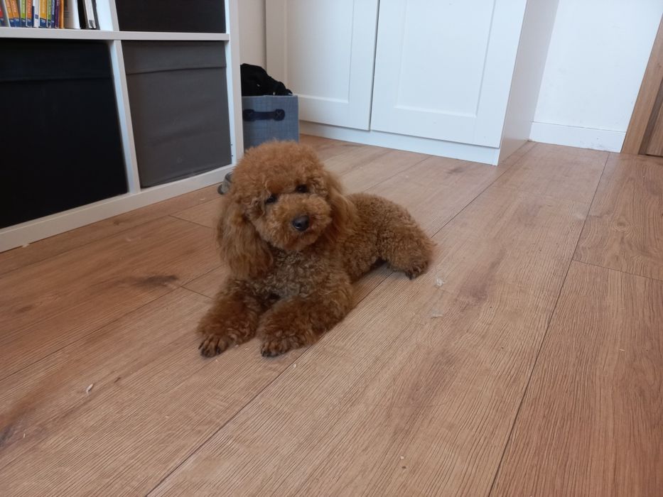 Suczka pudel mini / toy Red brown