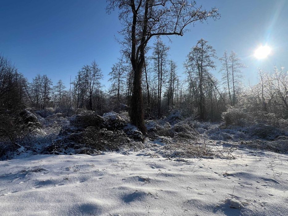 Васильків. Продаж ділянки: 20 соток, поруч з лісом та озером