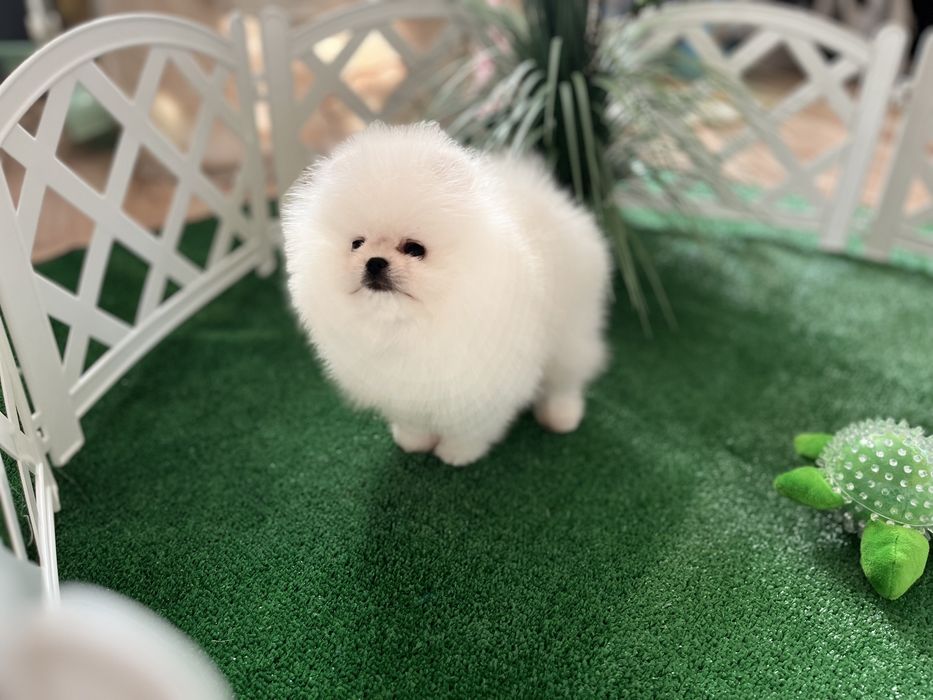 Супер Хлопчик Мішка померанець