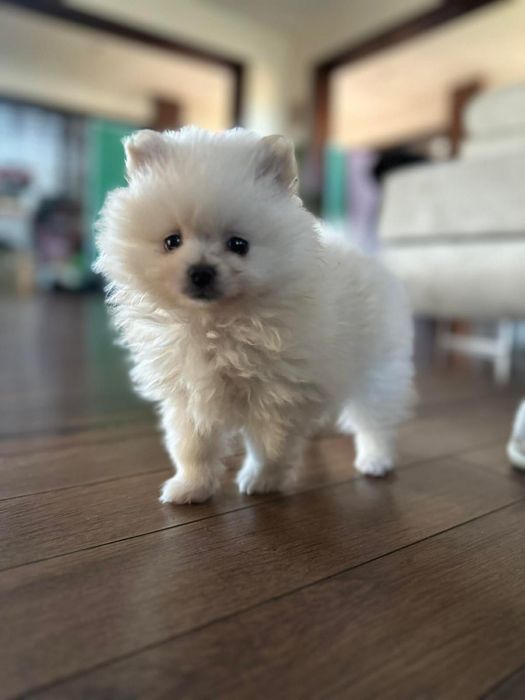 Pomeranian przepiękny chłopiec !