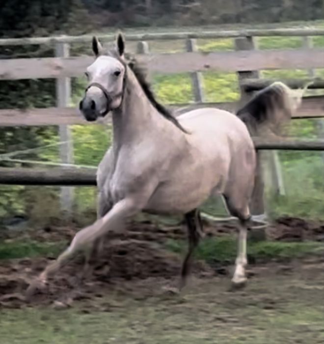 Klacz Arabska Orlando / Orla Wieza