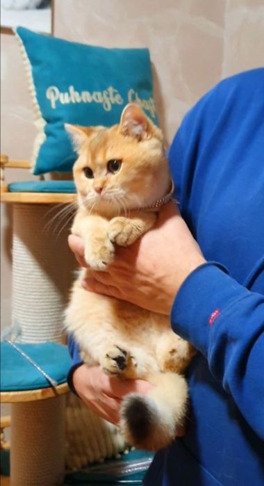 Золотой британский котенок