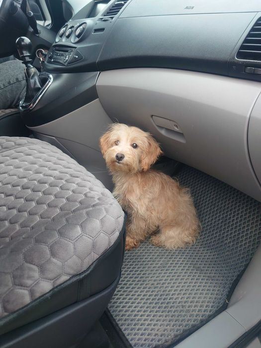 Доставка тварин Перевезення тварин Івано-Франківськ. Переїзд. Трансфер