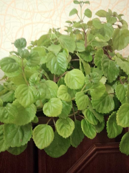 Монстера, бегонії, дріміопсіс, традесканції