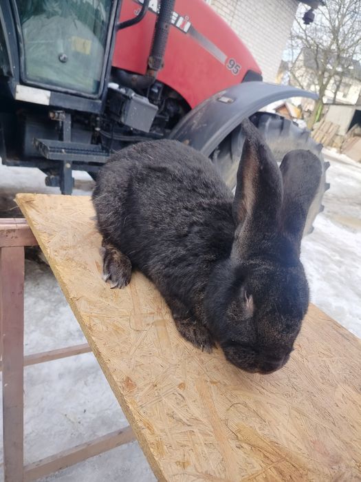 Sprzedam samca Belgijskiego