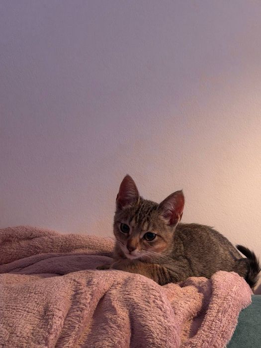 Котик в хороші руки