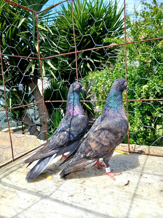 Pombos cambalhotas português