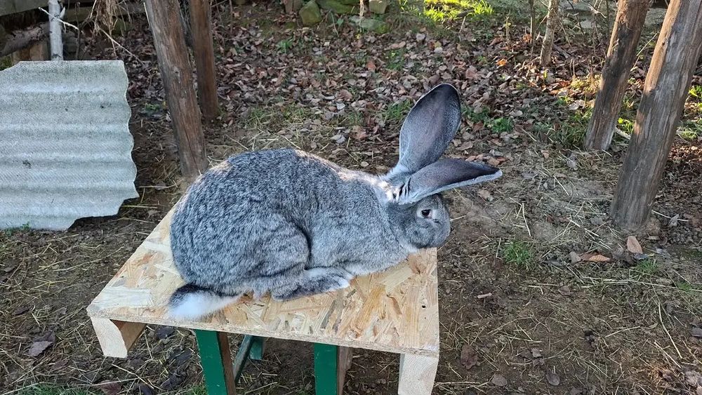 Бельгійський велетень