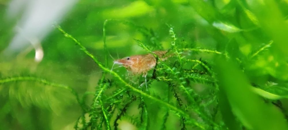 Krewetki Red Cherry Neocaridina