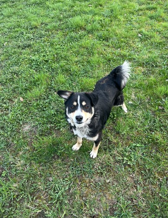 Віддам собаку в добрі руки