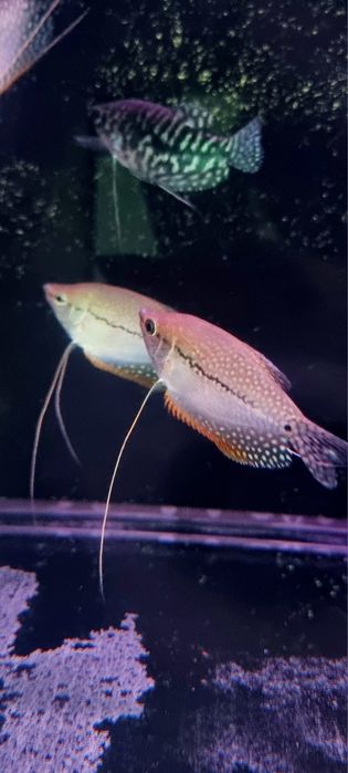 Gurami mozaikowy