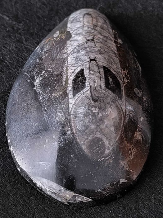 Fóssil de Orthoceras em mármore preto polido.