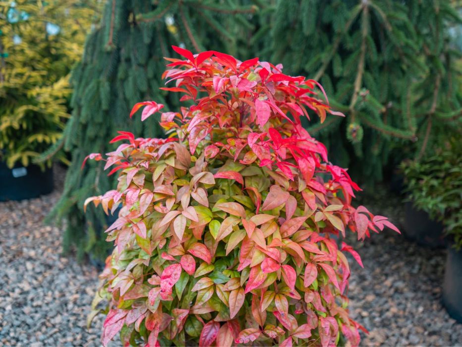 Projetos e Execução de Espaços Verdes