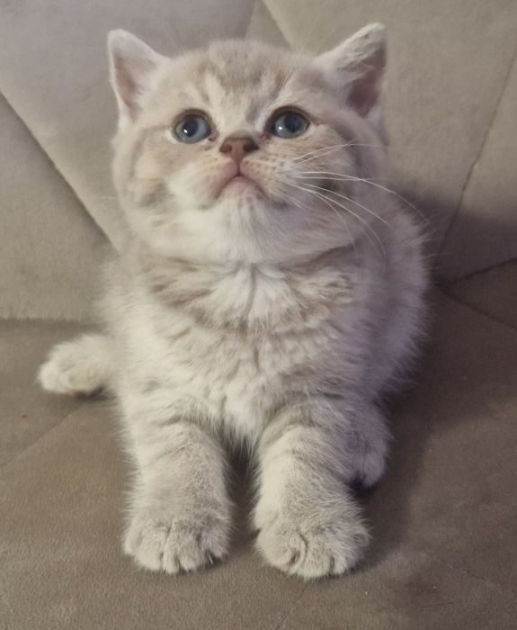 Котик шотландський